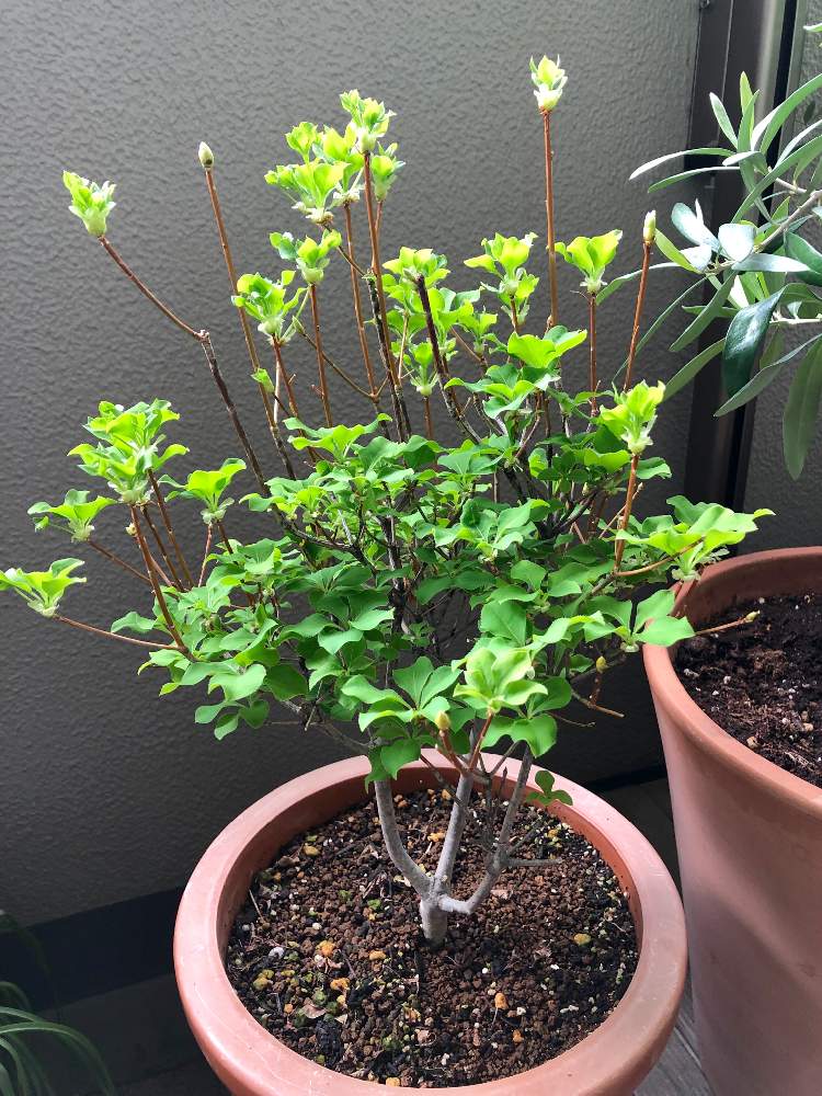 ドウダンツツジの投稿画像 By ぎんちゃんさん 19月4月27日 Greensnap グリーンスナップ