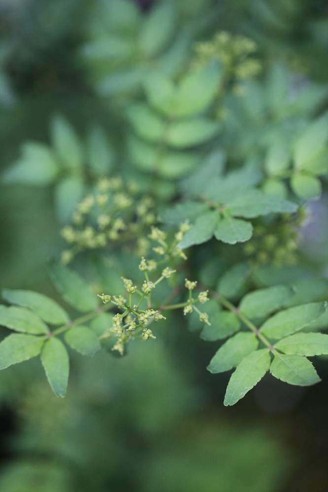アサクラサンショウの投稿画像 By けんパパさん 朝倉山椒と花のある暮らしと手作りの庭と一眼レフと無加工 19月4月27日 Greensnap グリーンスナップ