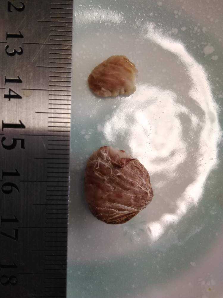 タネからマンゴスチンを育てる 発芽せず 完 Greensnap グリーンスナップ