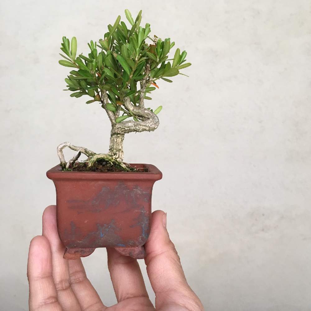 台湾ツゲの投稿画像 By Antique Tottoさん 盆栽と小品盆栽と豆盆栽と盆栽のある暮らしとお誘いと苔玉ワークショップ 19月4月27日 Greensnap グリーンスナップ