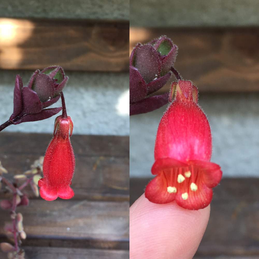 多肉植物の投稿画像 By Ayayさん 開花と多肉の花と赤い花と花のある暮らしとかわいいな と紅ちょうちん 19月4月27日 Greensnap グリーンスナップ