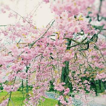 春だ♡の画像 by ❀ mimo ❀さん | お出かけ先としだれ桜と犬好きとネコのいる暮らしとピンクの花と猫好きと春だ♡と『2019桜』フォトコンテストと公園とおさんぽと雨の中とグリーングリーン♪としっとりと犬のいる暮らしとさくら桜サクラ