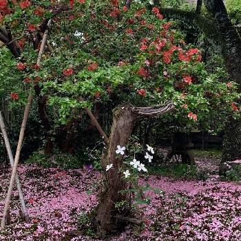 八重桜の季節の画像 by 淳 こさん | 若葉の季節とそれぞれの 美しさとおやすみなさいとやっぱり投稿と八重桜の季節