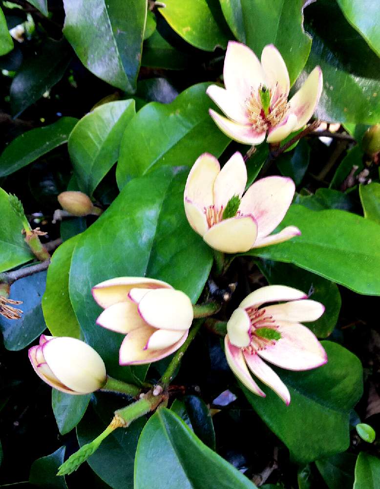 カラタネオガタマの投稿画像 By 花さん 花のある暮らしと季節の花と甘い香り 19月4月28日 Greensnap グリーンスナップ