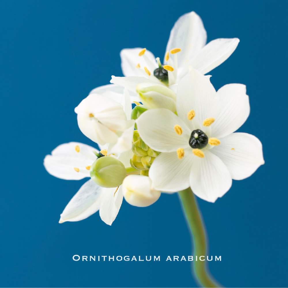 クロボシオオアマナの投稿画像 By Peco2165さん インテリアとgreensnapmarcheと10連休何する と花 のある暮らしとflowerphotoとgreensnapmarcheと10連休何する と花のある暮らしとflowerphoto 19月4月28日 Greensnap グリーンスナップ Greensnap グリーン