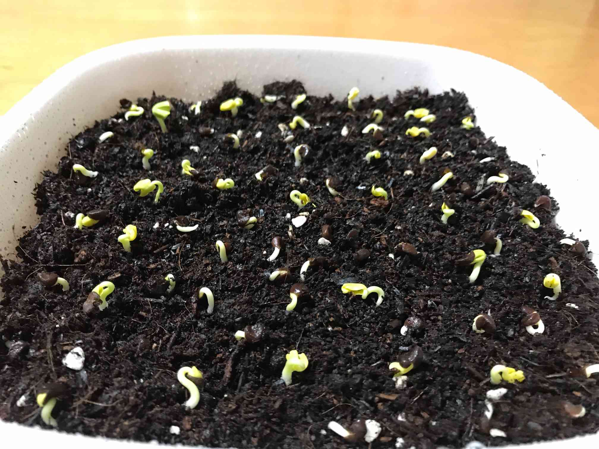 ローゼル成長期 ～種まきから発芽まで～｜?GreenSnap（グリーンスナップ）