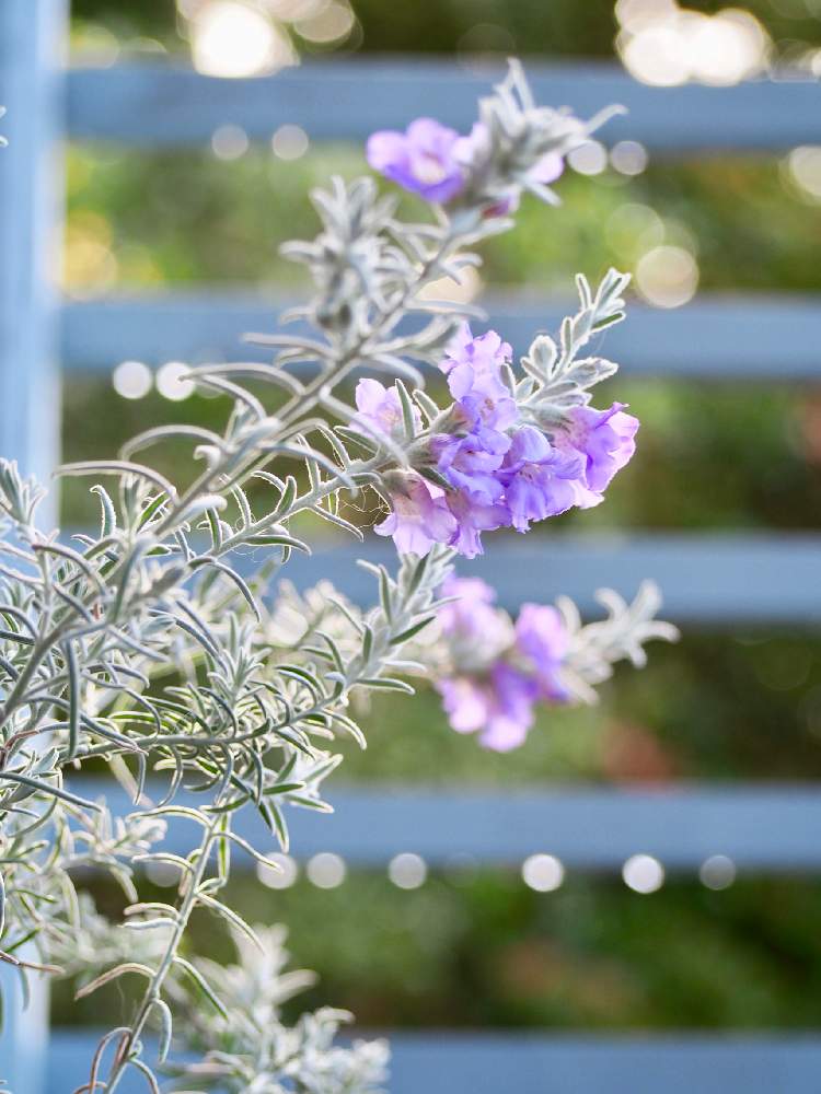 エレモフィラニベアの投稿画像 By みらのさん 春の花たちとちいさな幸せ と青い花と雨あがりとガーデニングと花のある暮らしとブルーガーデン 19月4月28日 Greensnap グリーンスナップ