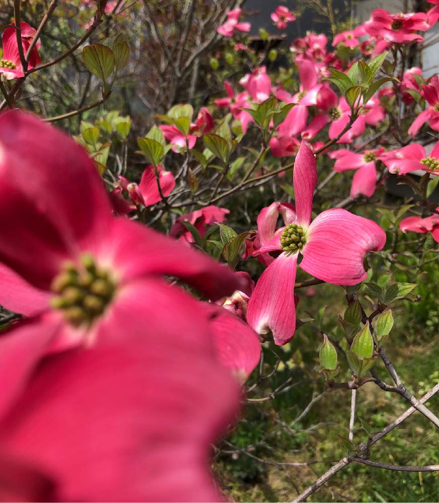 ハナミズキ 赤の投稿画像 By Heathさん 春に咲く花と樹木の花と赤い花とミズキ科 19月4月28日 Greensnap グリーンスナップ