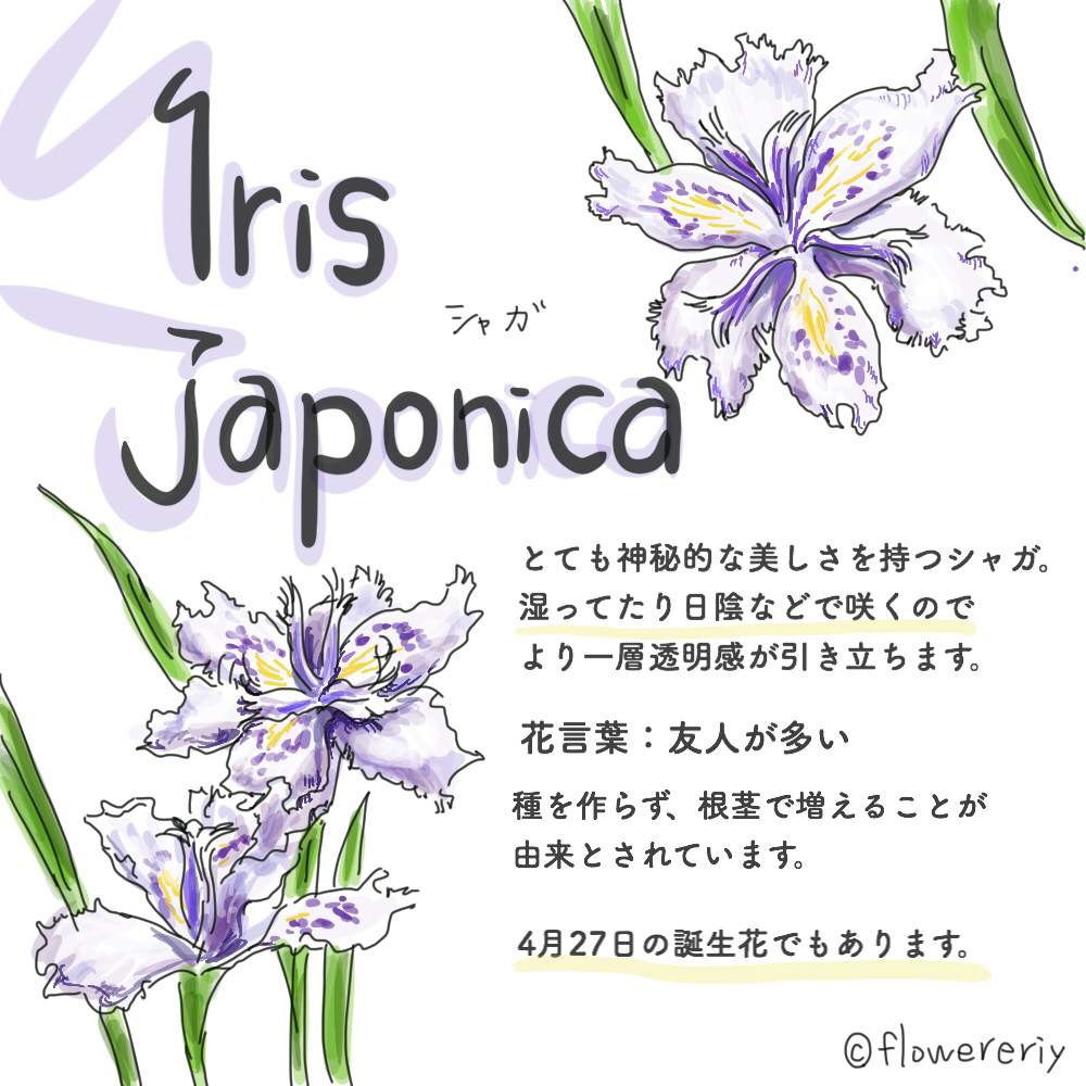 シャガの投稿画像 By エリさん アヤメとアヤメ科とにわと今日の花と花のある暮らしと植木鉢と生け花 19月4月28日 Greensnap グリーンスナップ