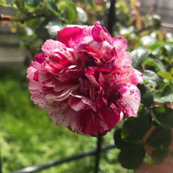 バラ フォースオブジュライの画像 by ねこひげガーデンさん | 広い庭とバラとバラ フォースオブジュライと千葉県と花壇と花木と植中毒と花のある暮らしとバラ・ミニバラと落葉低木