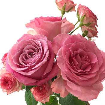 オール4ラブの投稿画像一覧 Greensnap グリーンスナップ