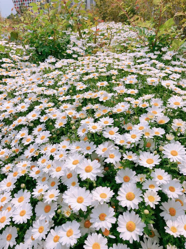 ラグーナテンボスの投稿画像 By そらさん 白い花とgs映えと花盛り 19月4月28日 Greensnap グリーンスナップ