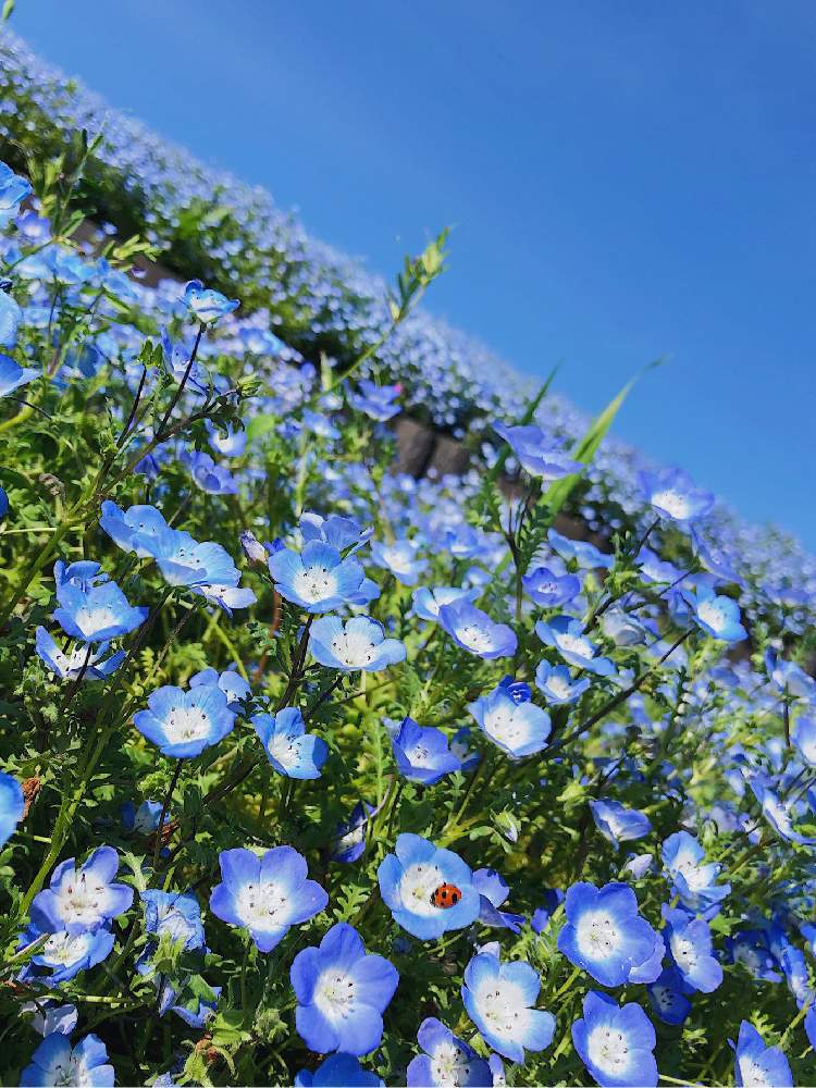 ネモフィラの投稿画像 By Akiさん 植物男子とgs初心者とgs映えとネモフィラ の丘と10連休何する とお出かけ先とてんとう虫と植物男子とgs初心者とgs映えとネモフィラの丘と10連休何する とてんとう虫 19月4月28日 Greensnap グリーンスナップ Greensnap