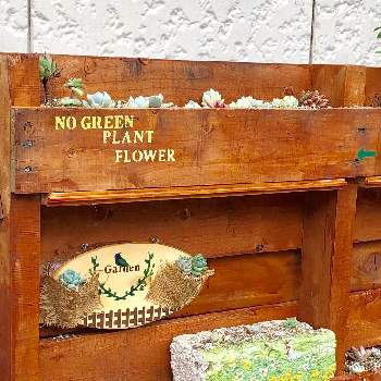 見様見真似での投稿画像一覧 Greensnap グリーンスナップ