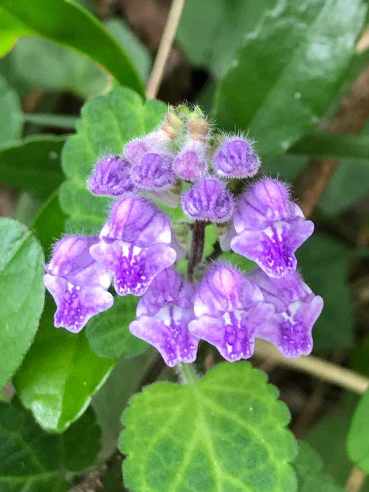 潮風が吹く場所のお花たち Greensnap グリーンスナップ