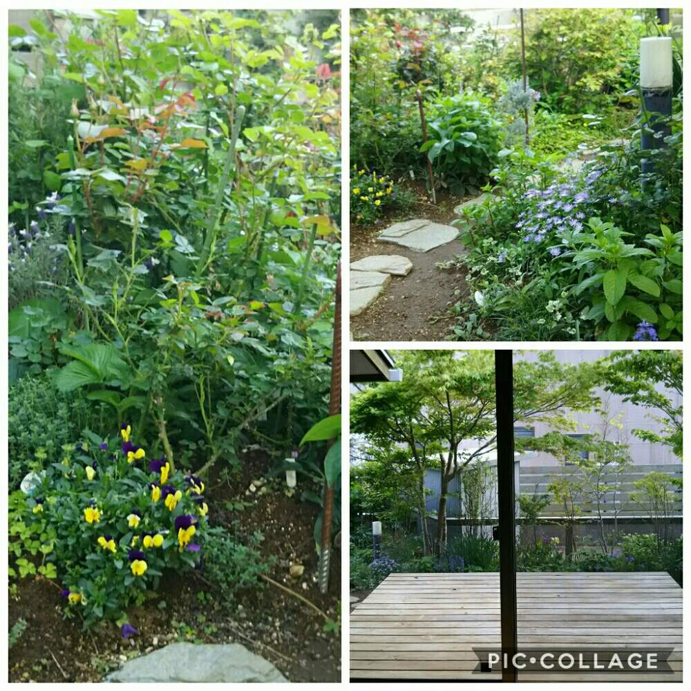 庭のバラの投稿画像 By さくさん 千葉県とバラと暮らすと窓から見たお庭と緑いっぱいのお庭と宿根草 と花のある暮らしと薔薇 と庭のハーブとバラとハーブ 19月4月28日 Greensnap グリーンスナップ