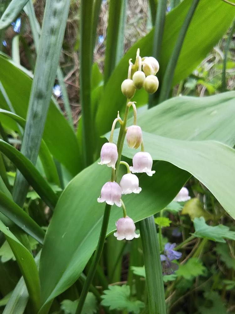 ピンクスズランの投稿画像 By Ksmzさん みどりのある暮らしと春のお花とピンクの花とピンク ピンクと花のある暮らしとかわいいな 19月4月28日 Greensnap グリーンスナップ