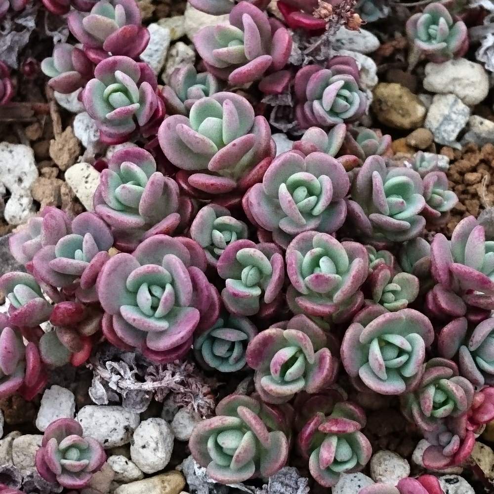 赤葉ヒダカミセバヤの投稿画像 By Ta Aさん 多肉植物と観葉植物と放置栽培と紅葉する多肉と放置多肉とガーデニング 19月4月28日 Greensnap グリーンスナップ