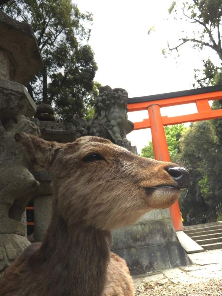 鹿さんの投稿画像 By まっさんno 1さん 奈良 春日大社とウォーキング中と奈良公園 19月4月28日 Greensnap グリーンスナップ