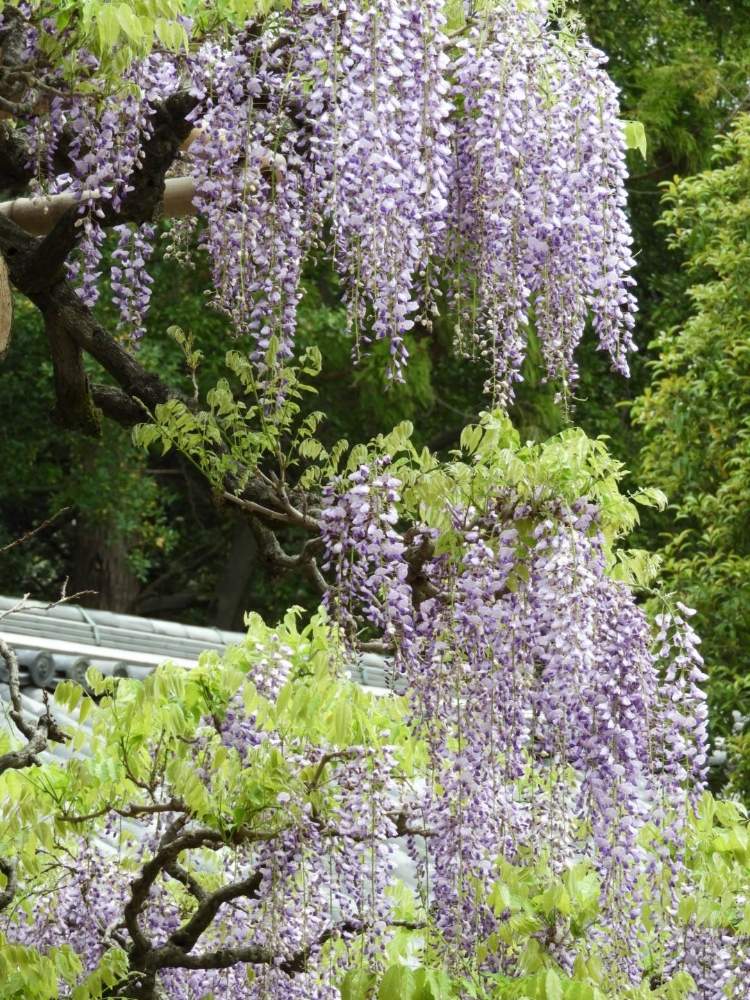 奈良公園 の投稿画像 By まっさんno 1さん 藤の花 と奈良 春日大社とgs映えとウォーキング中と花のある暮らし 19月4月28日 Greensnap グリーンスナップ