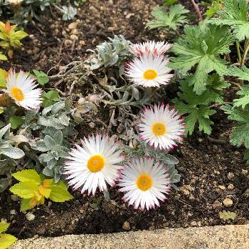 ヘリクリサム シルバーキャンドルの投稿画像一覧 Greensnap グリーンスナップ