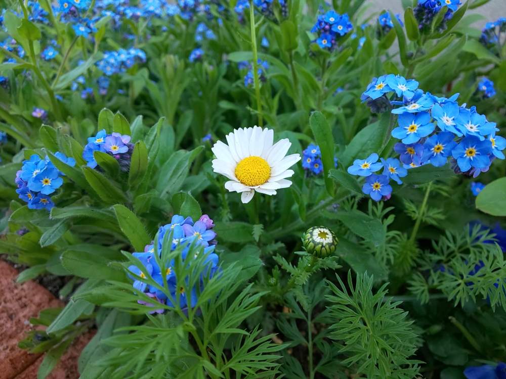 ニゲラの投稿画像 By 14さん ノースポールとワスレナグサと種からとこぼれ種とブルーの花と青い花マニアと地植え 19月4月28日 Greensnap グリーンスナップ