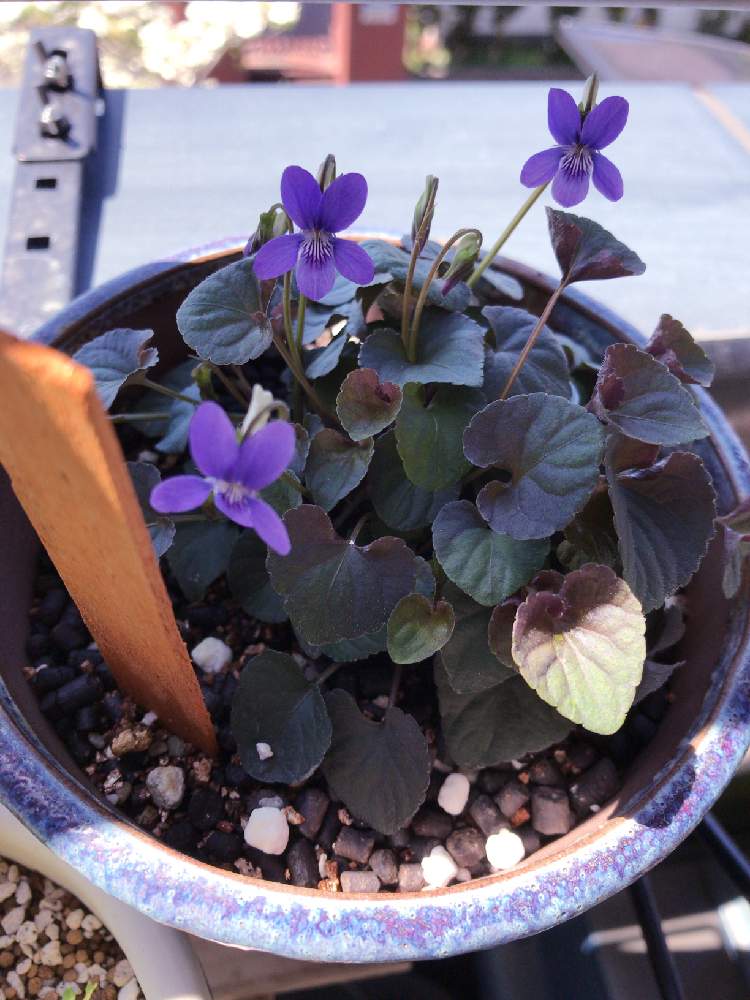 ビオラ ラブラドリカの投稿画像 By 犬丸さん バルコニー ベランダと花のある暮らしと鉢植えとベランダ緑化とベランダガーデンと花のある暮らしと鉢植えとベランダ緑化とベランダガーデン 19月4月28日 Greensnap グリーンスナップ Greensnap グリーンスナップ ビオラ ラブラドリカの投稿画像 By 犬丸さん バルコニー ベランダと花のある暮らしと鉢植えとベランダ緑化とベランダガーデンと花のある暮らしと鉢植えとベランダ緑化とベランダガーデン 19月4月28日 Greensnap グリーンスナップ Greensnap グリーンスナップ