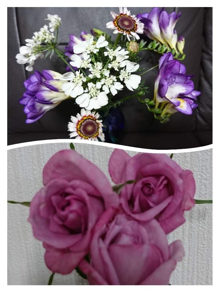 オルレアの投稿画像 By ローリエさん フリージアと部屋と切り花と花のある暮らしと鉢花といいかおりと切り花と花のある暮らしと鉢花といいかおり 19月4月28日 Greensnap グリーンスナップ Greensnap グリーンスナップ