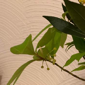 春の茶花の投稿画像一覧 Greensnap グリーンスナップ