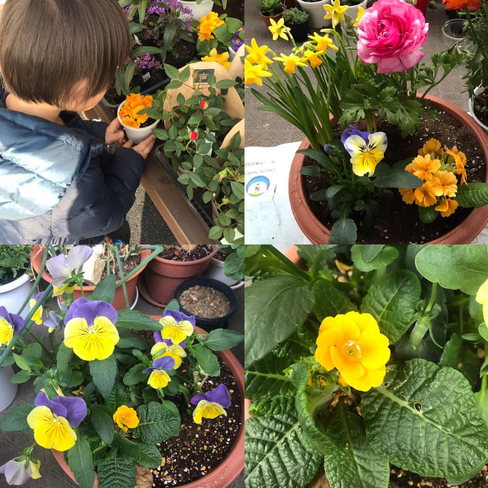 よせ植えの投稿画像 By ねーさん13さん ポリアンサとお花が癒しとお花が好きとビオラ パンジーと寄せ植えと パンジー とお花の寄せ植えとお花が楽しみとパンジーの季節と相談と可愛い とお花が好き と ラナンキュラスと花のある暮らしとかわいいとお花といや