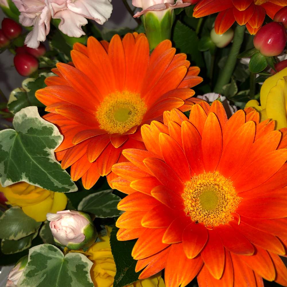 オレンジ色の花の投稿画像 By Karenさん ステキ と良きと魅力的とgs映えと令和最初の植物 お花フォトコンときれいとオレンジ の花と美しいと綺麗ときれいな色とオレンジ色と可愛いと花のある暮らしとかわいいとお花とかわいいな とオレンジとかわいい と素敵と映え
