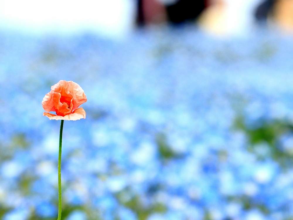 ひたち海浜公園の投稿画像 By Moco さん Gs映えと令和最初の植物 お花フォトコンとgs日和とネモフィラの丘と今日の一枚とナチュラルと今日のお花と ネモフィラとナチュラルスタイルと花のある暮らしと10連休何する と国営ひたち海浜公園と アネモネ 19月4月29日