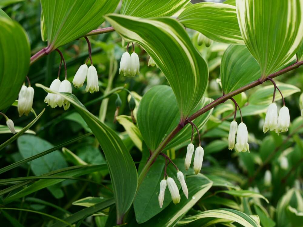 フイリアマドコロの投稿画像 By レモン さん アマドコロとはっぱと路傍の花と花のある暮らしと小さな花とかわいいな としろいはな 19月4月29日 Greensnap グリーンスナップ