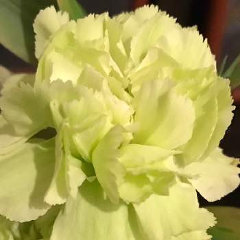 カ ネ ションの投稿画像一覧 Greensnap グリーンスナップ