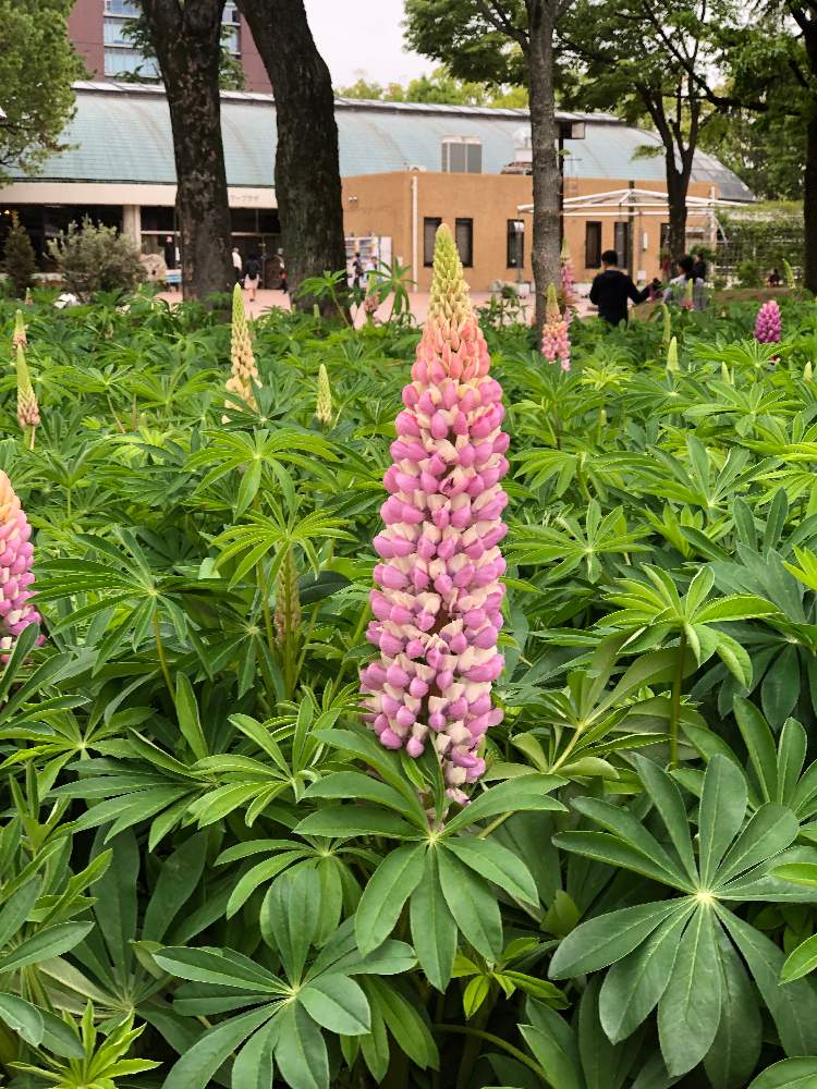 ガオーさんの投稿画像 19 04 29 06 39 19 0 Greensnap グリーンスナップ Greensnap グリーンスナップ