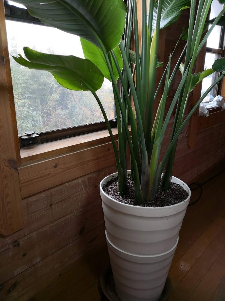 ストレチア オーガスタ Ｂ 超大型❗️ 167㌢ 10号鉢 観葉植物