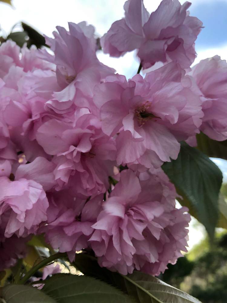 八重桜の投稿画像 By まきちゃんさん 牡丹 八重桜とさくら サクラ 桜
