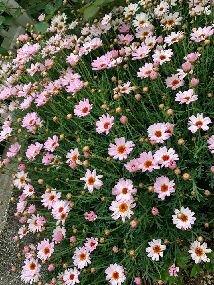 マーガレット モリンバ ミニピンクの投稿画像 By としさん 19月4月29日 Greensnap グリーンスナップ