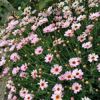 マーガレット モリンバ ミニピンクの投稿画像一覧 Greensnap グリーンスナップ