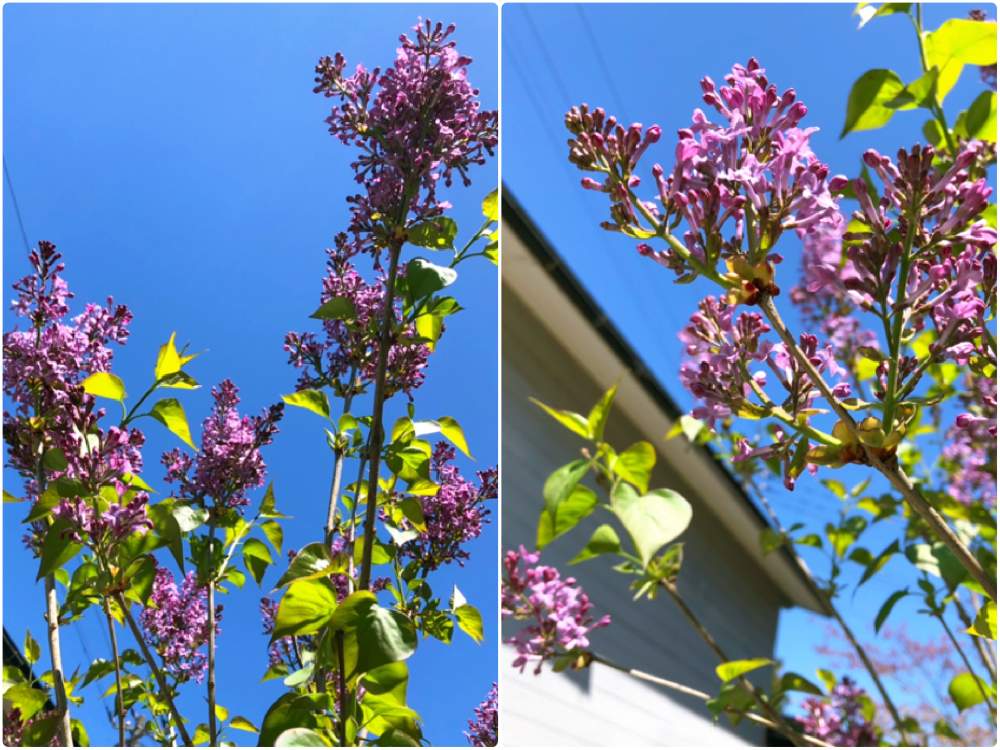 ライラックの投稿画像 By ハロさん スマホ撮影と植物のある暮らしとgardeningとflowersと植物と緑のある暮らしとガーデニングと花のある暮らしとgreen 19月4月29日 Greensnap グリーンスナップ