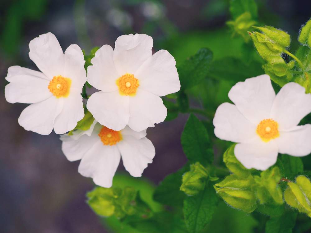 美しい花の画像 元の花 スノーホワイト