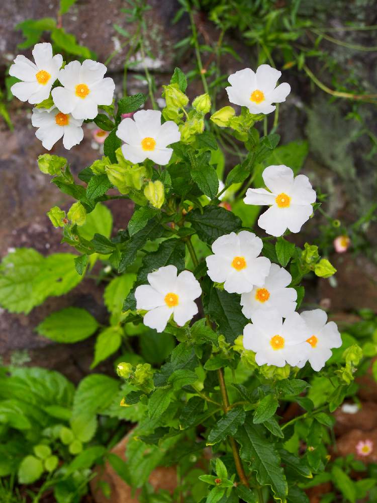 シスタス スノーホワイトの投稿画像 By みらのさん シスタスと花のある暮らしと白い花とガーデニングとちいさな幸せ 19月4月29日 Greensnap グリーンスナップ