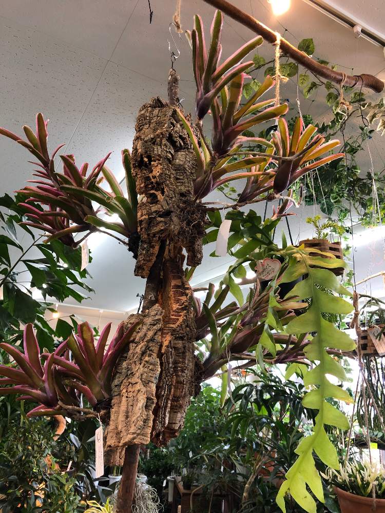 ネオレゲリア ファイヤーボールの投稿画像 By ファニープランツさん 栃木県と観葉植物と自己流 19月4月29日 Greensnap グリーンスナップ