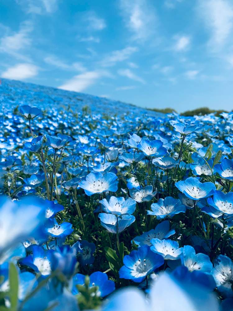 ネモフィラの投稿画像 By あいりょうさん ひたち海浜公園とネモフィラの丘と ネモフィラ 19月4月29日 Greensnap グリーンスナップ