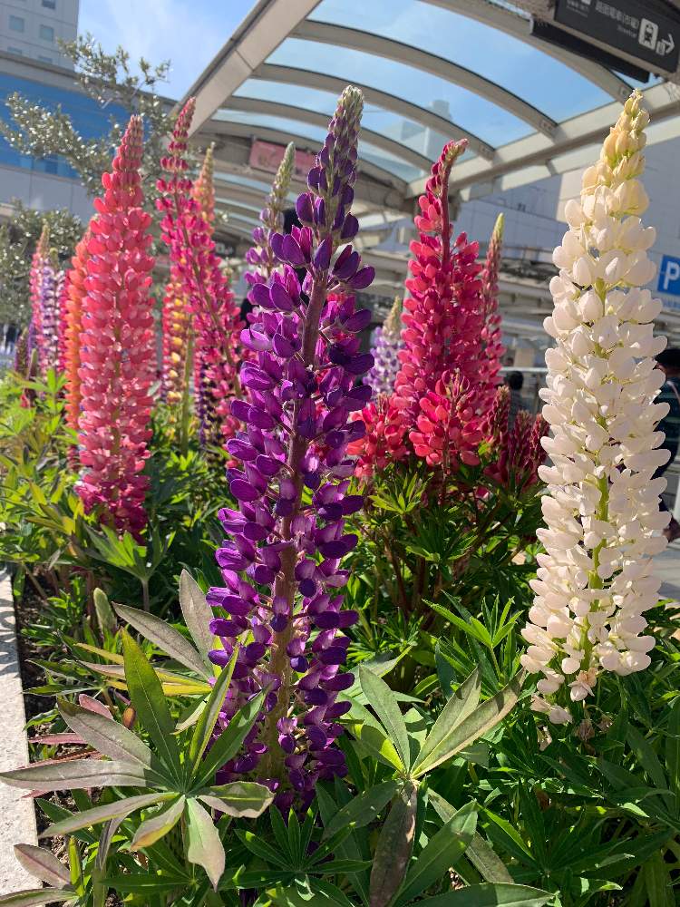 ルピナスの投稿画像 By ゆりさん 19月4月29日 Greensnap グリーンスナップ