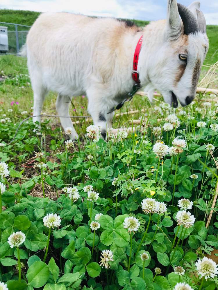 シロツメクサの投稿画像 By Kemikoさん 四つ葉のクローバーとヤギ 19月4月29日 Greensnap グリーンスナップ