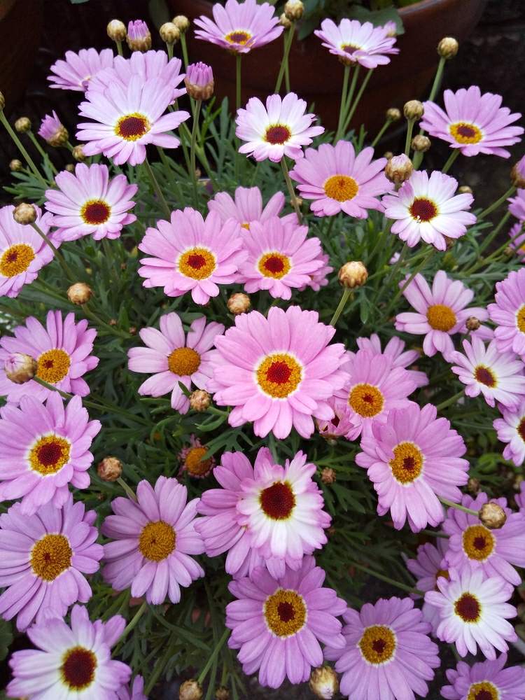 鉢植えのお花の投稿画像 By ナミママさん マーガレットモリンバ とキレイ とガーデニングと花のある暮らしとかわいいな 19月4月29日 Greensnap グリーンスナップ