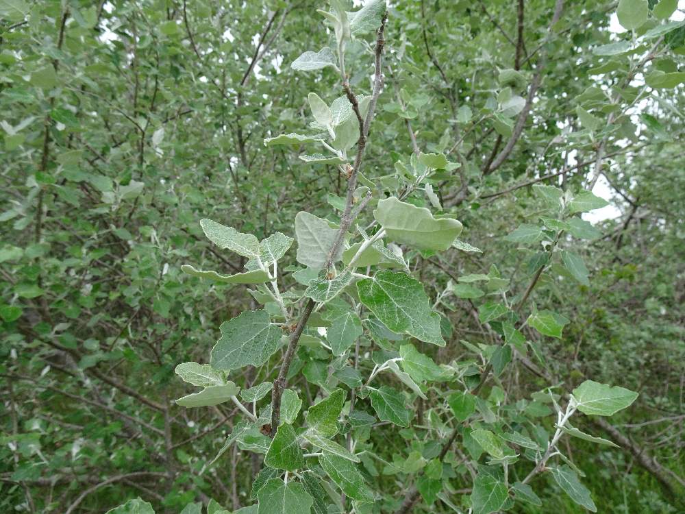 ギンドロの投稿画像 By Utyanさん ホワイトポプラと春の芽吹きと淀川河川敷と枚方市 19月4月29日 Greensnap グリーンスナップ