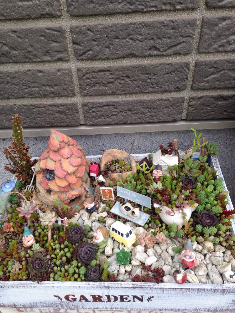 多肉箱庭の投稿画像 By Nahonaho さん 小さな箱庭と箱庭風 19月4月29日 Greensnap グリーンスナップ