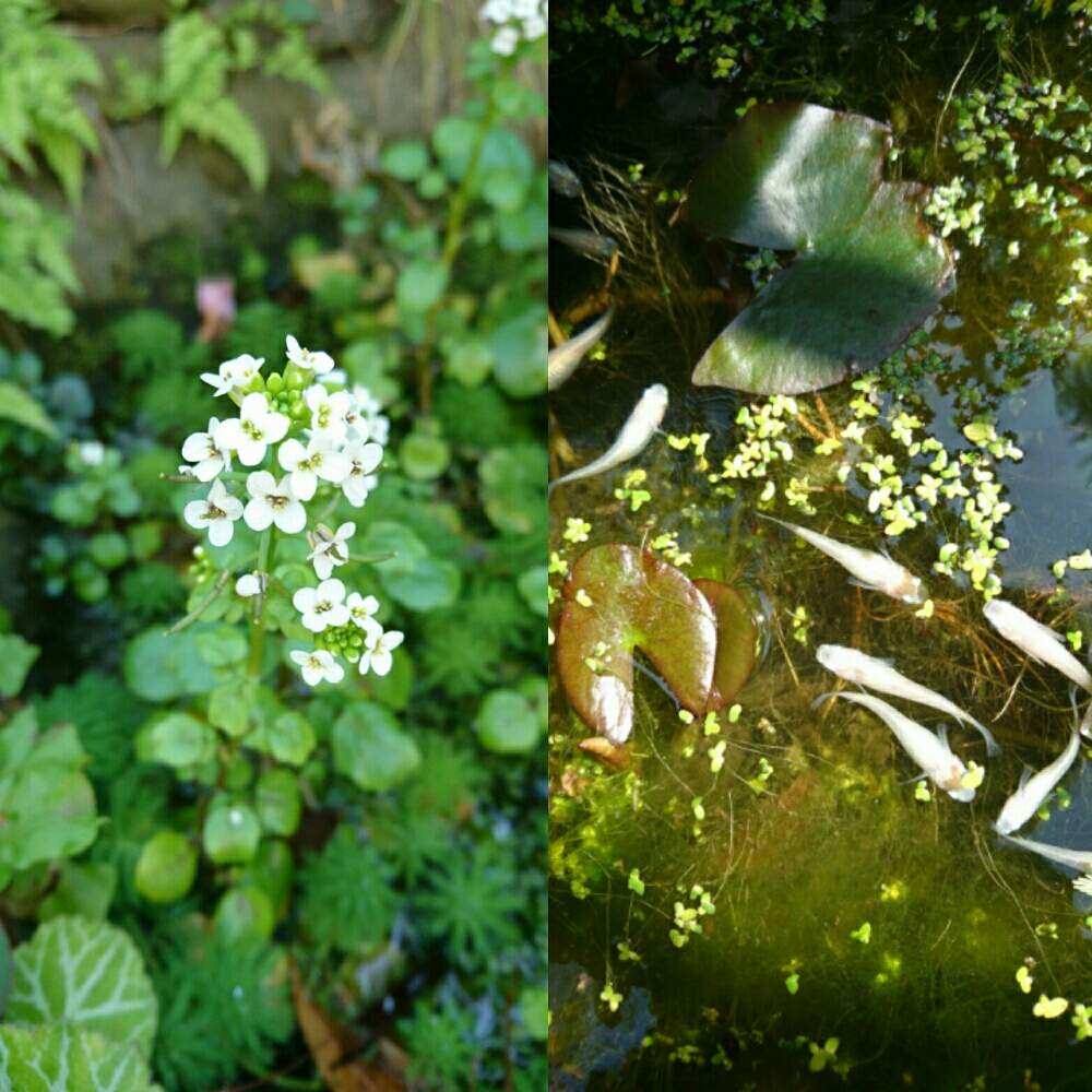 池の生物の投稿画像 By Yasuchanさん 小さな池とビオトープと花のある暮らしと小さな庭と白い花と池の生物と小さな池とビオトープと花 のある暮らしと白い花 19月4月29日 Greensnap グリーンスナップ Greensnap グリーンスナップ